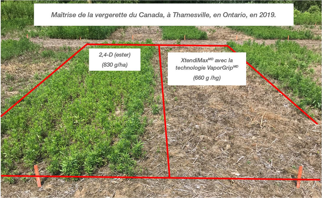 Comparison of residual Canada fleabane control, Thamesville, Ontario, 2019
