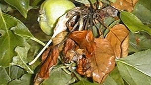 Fire blight disease - Apples