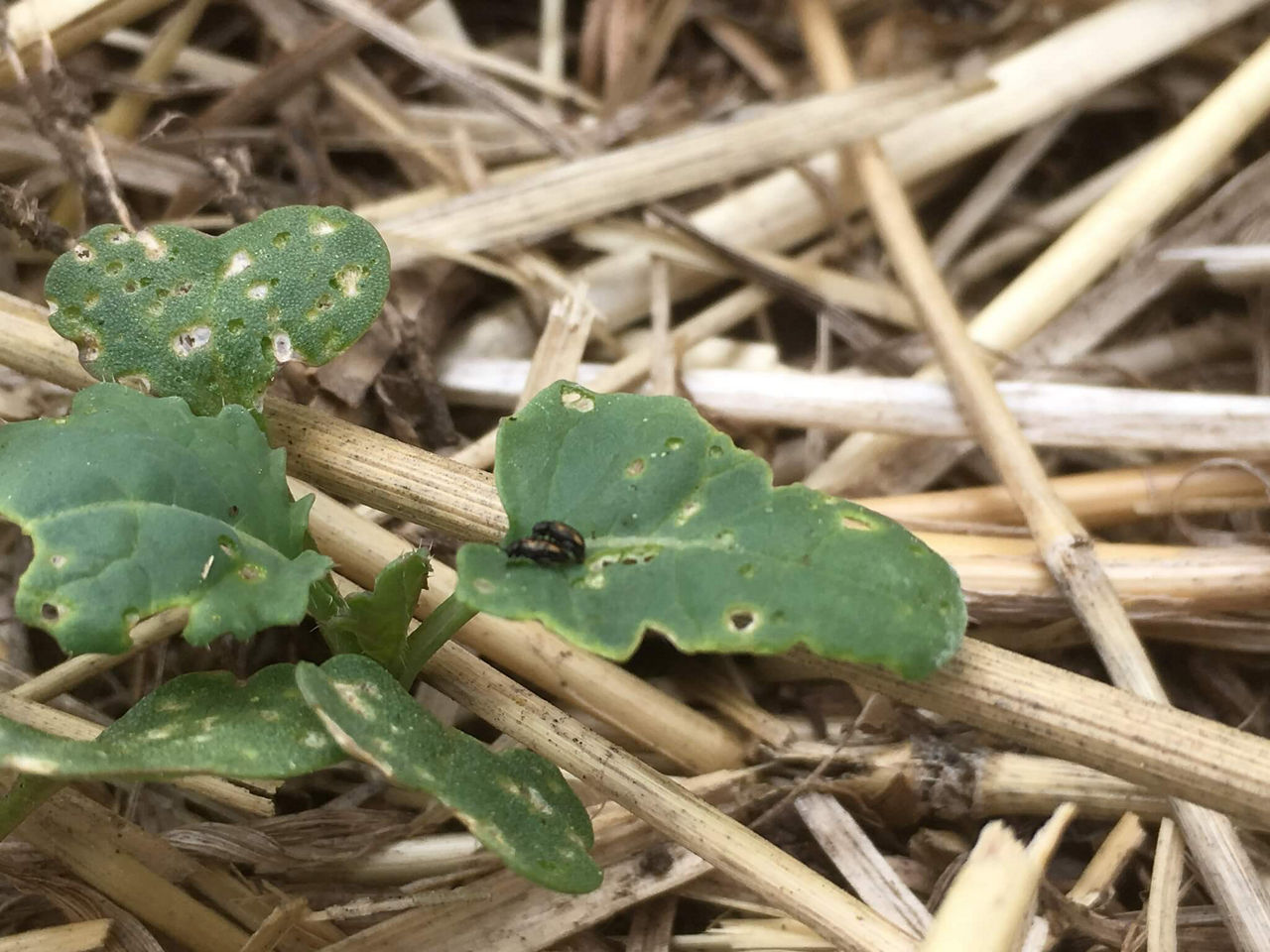 Adult crucifer flea beetles feeding on canola pods