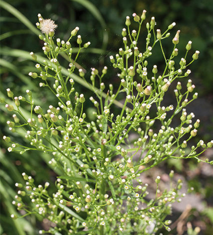 Originally a roadside weed, fleabane’s presence in Australia is growing as our reliance on reduced tillage in broadacre farming systems is increasing.