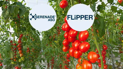 Integrarea Produselor Biologice Flipper și Serenade ASO în Tehnologia de Producere a Tomatelor