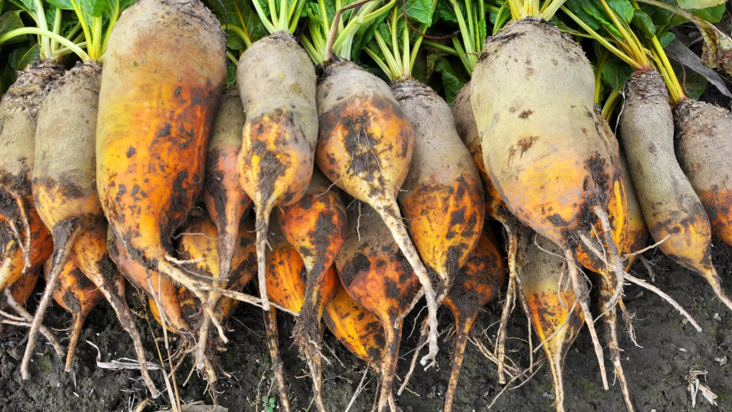 crop protection products in Fodder Beet
