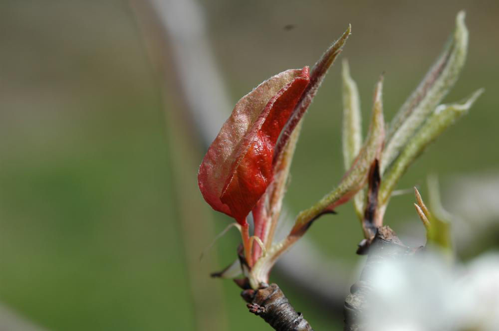 Folding Gall