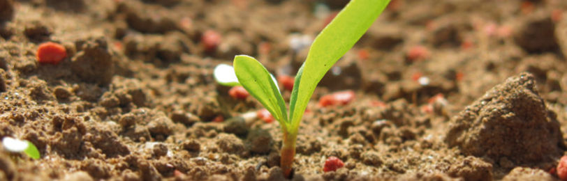 O que é a plantabilidade, como ela funciona e como interfere na