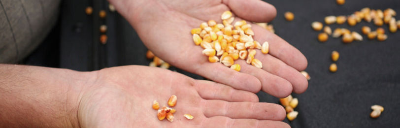 Como é feito o tratamento de sementes do milho