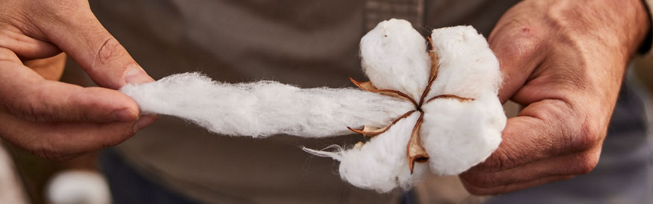 Farmer pulling cotton fibers from bracts of a cotton boll.