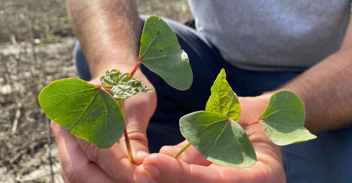 A farmer closely compares a Deltapine ThryvOn cotton versus an unprotected plant in their hands in a field.
