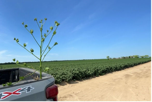 Truck with a large plant on the tailgate parked near a green cotton field under a clear sky. 