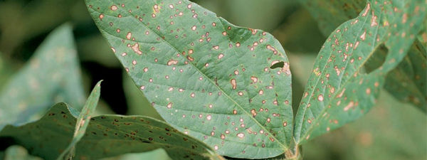 Frogeye Leaf Spot