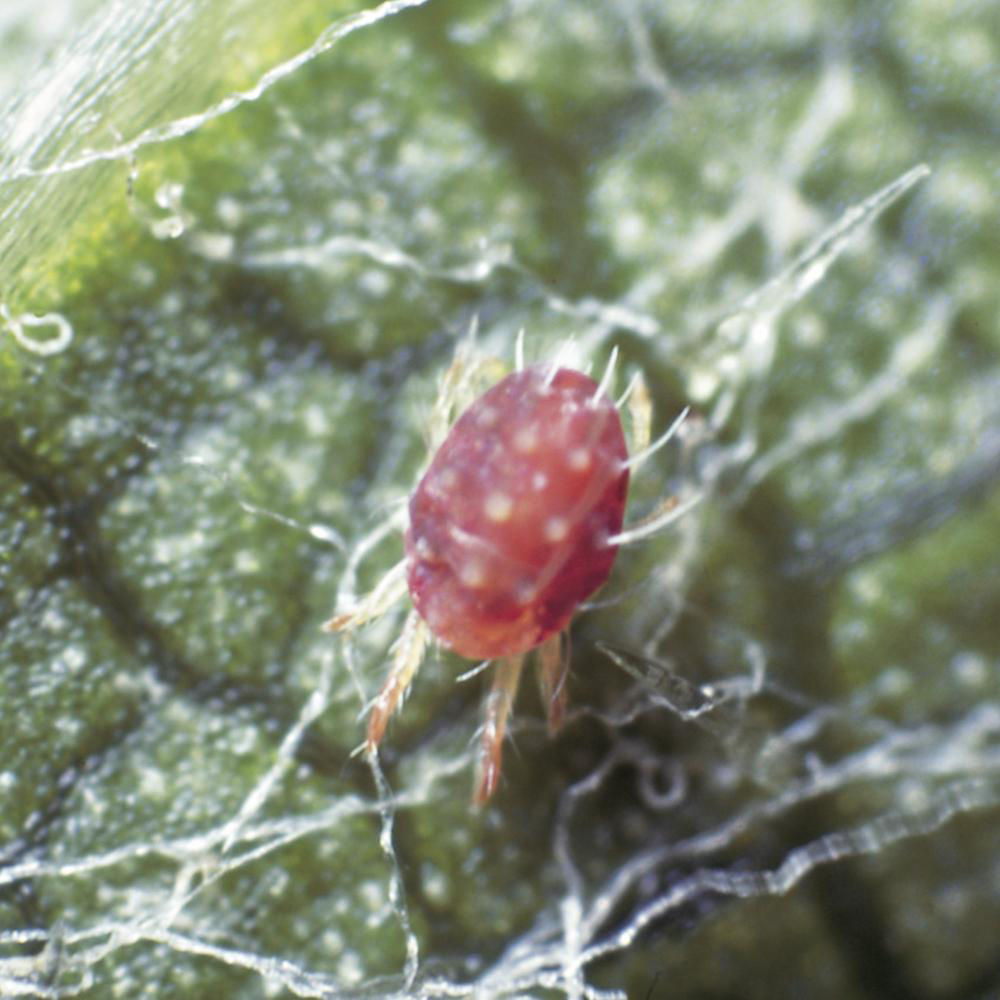 Fruit Spider Mite