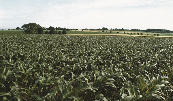  corn field Fungicides complement corn hybrids to help growers maximize yields.