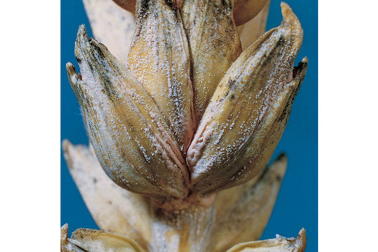 Fusarium head blight, also called head scab, first causes bleaching of the spikelets.