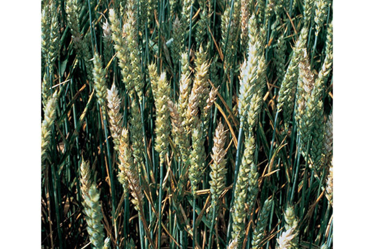 Wheat heads exhibit symptoms of head blight caused by Fusarium graminearum. The Fusarium fungus can produce mycotoxins, which can be harmful to humans and livestock and lower the market value of the crop.