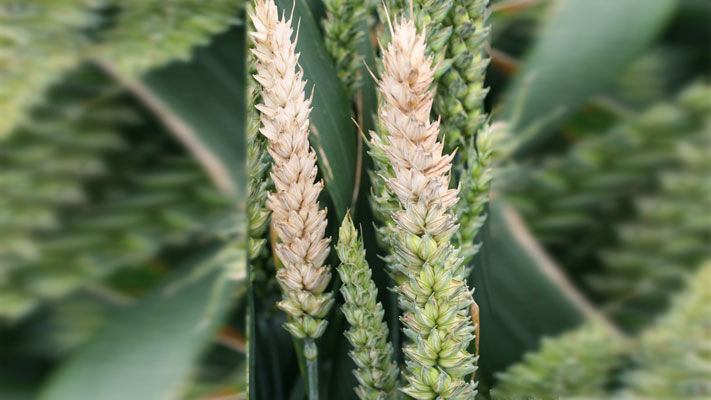 Fusarium head blight (FHB), also known as head scab, is a serious fungal disease affecting wheat and barley in Australia.