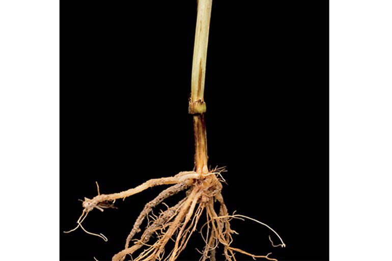 Vascular discoloration of root tissue is the main diagnostic symptom of Fusarium root rot.