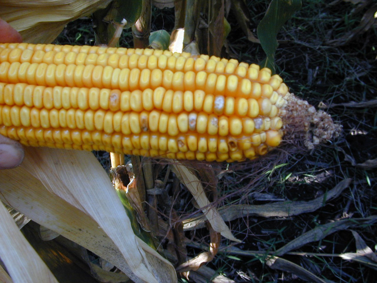 Fusariun infected kernels scattered around the ear