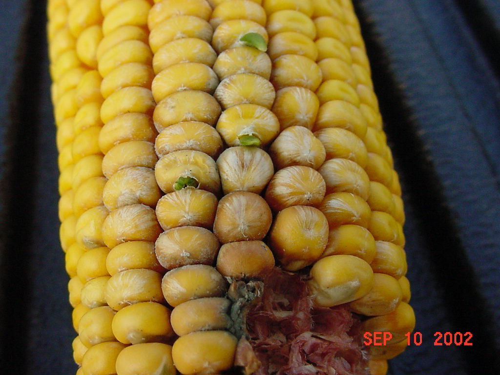 Starburst pattern of Fusarium infected kernels