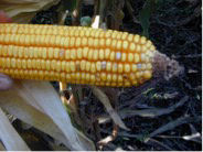 Figure 3. Fusarium Ear Rot