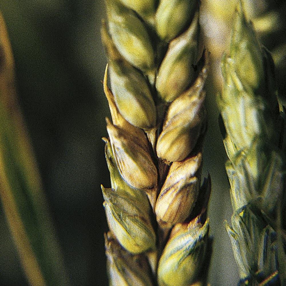 Fusarium Disease