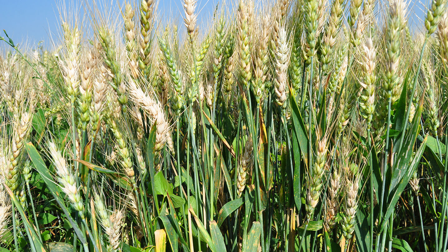 Fusarium_Head_Blight_Article_Header.JPG