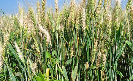 Fusarium graminearum Schw., un patogen care ar putea produce probleme în culturile de cereale păioase din unele zone ale României
