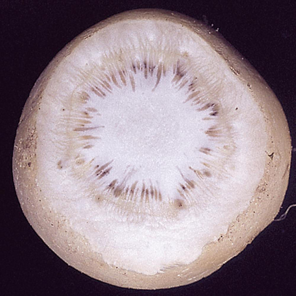 Fusarium Root Rot