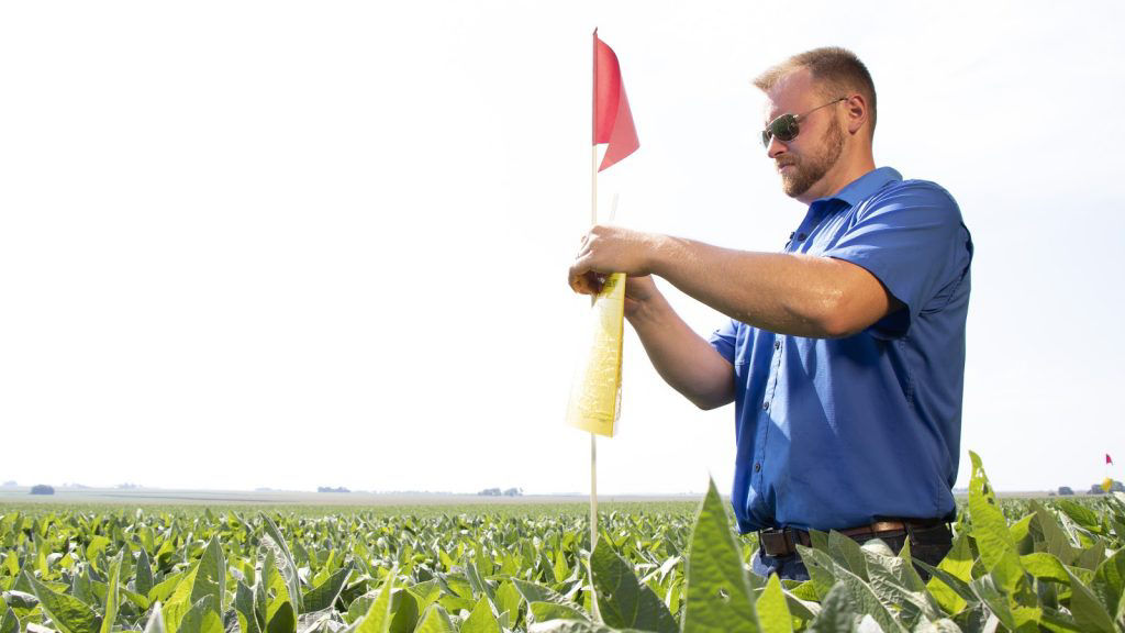 Steps to Effective Pest Control with Sticky Traps - Farmsquare