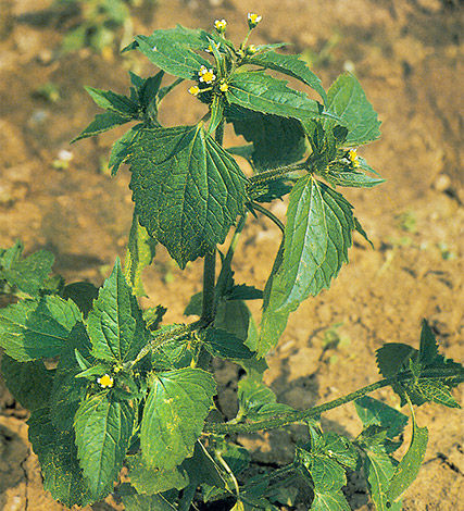 Also known as yellow weed, potato weed is an almost hairless, annual herb that gets its name because of its resemblance to a potato plant.