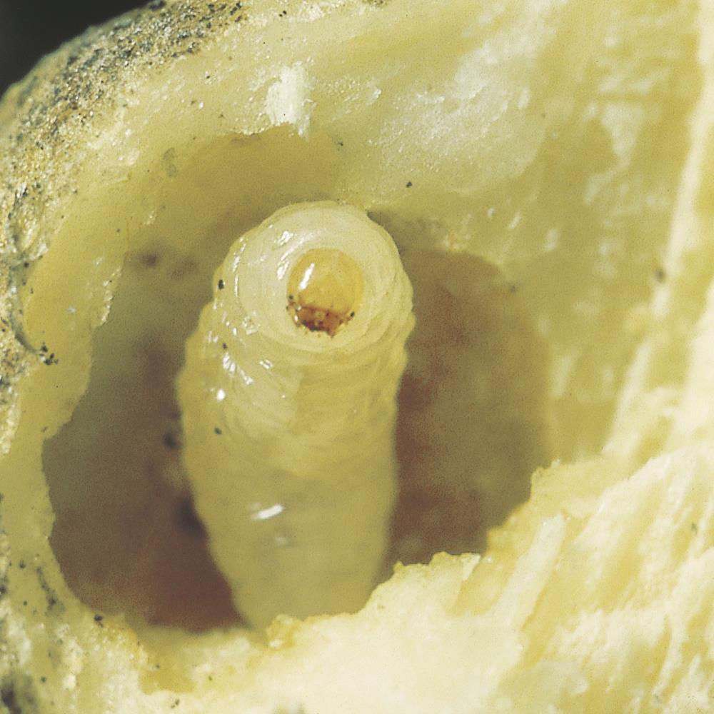 Gall Borer Weevil