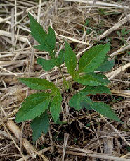 giant ragweed