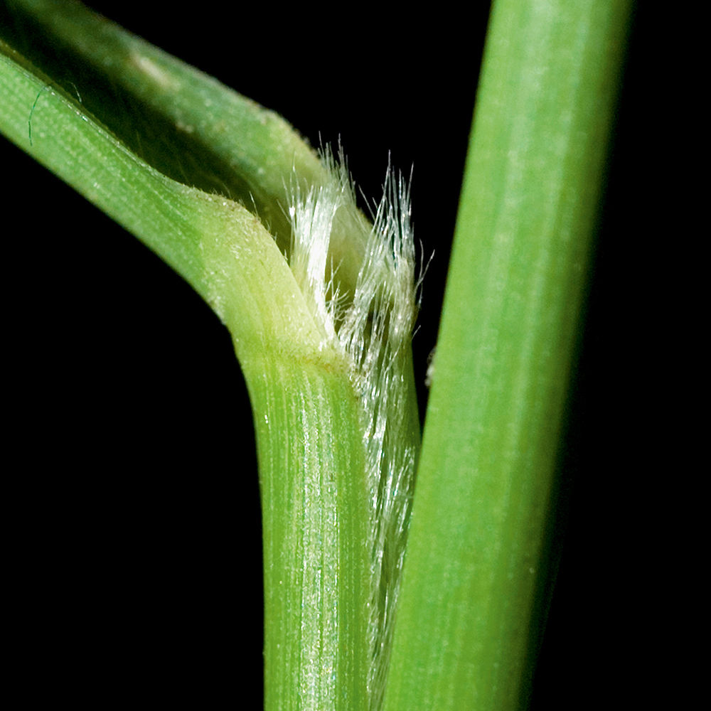 Giant Foxtail