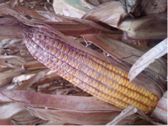 Figure 1. Gibberella Ear Rot