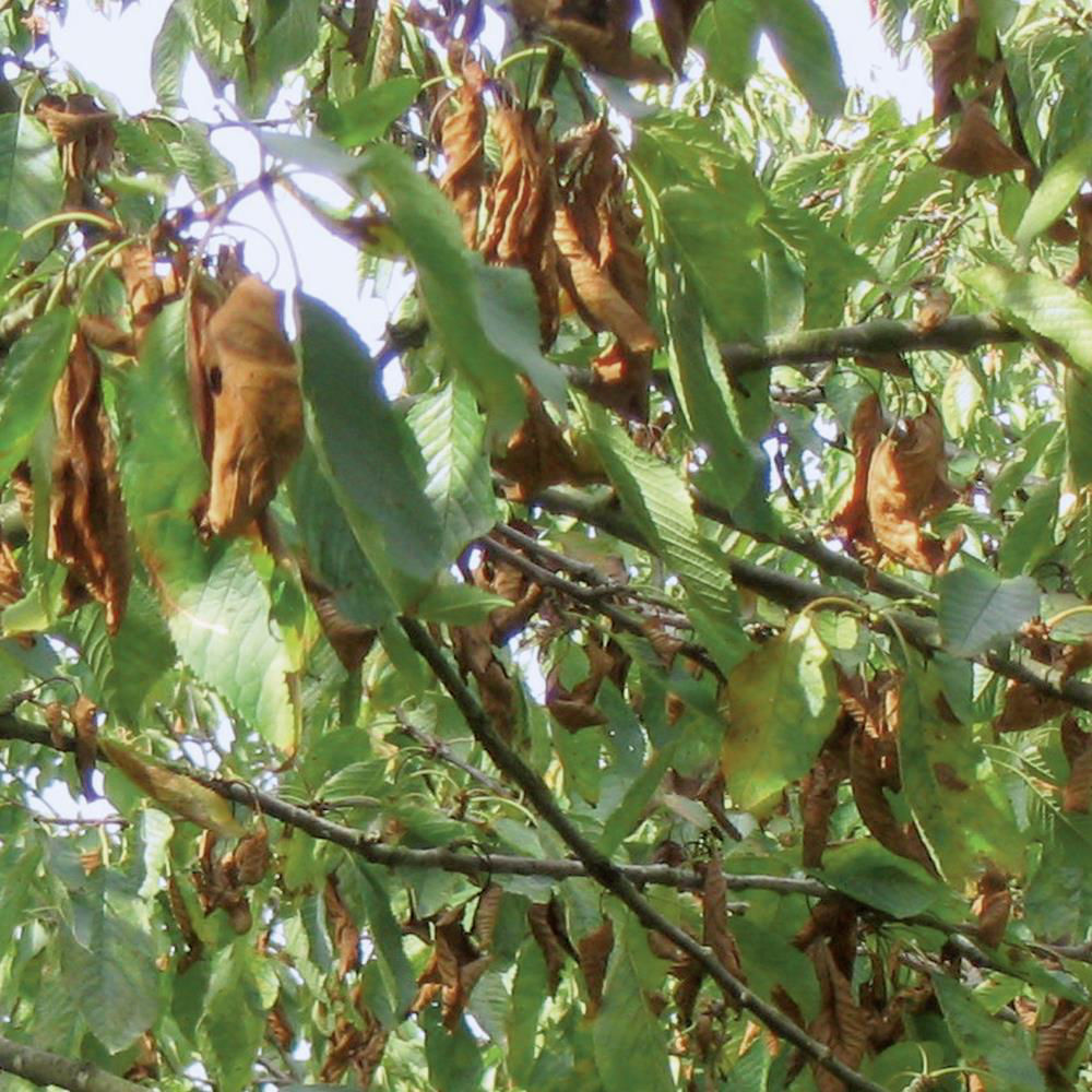 Gnomonia Leaf Spot