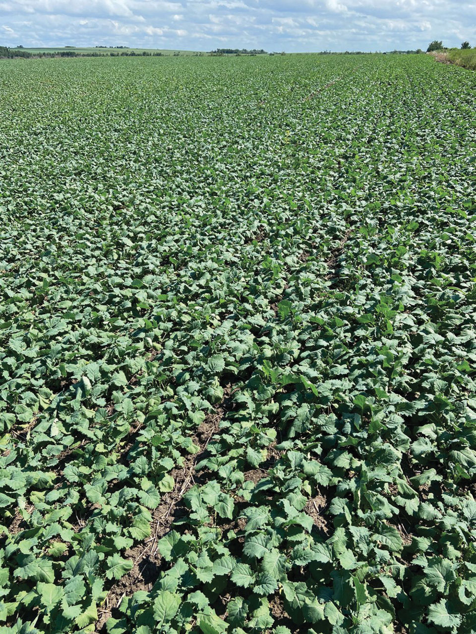 A dense field of young canola plants with broad green leaves, stretching across flat farmland under a partly cloudy sky. 