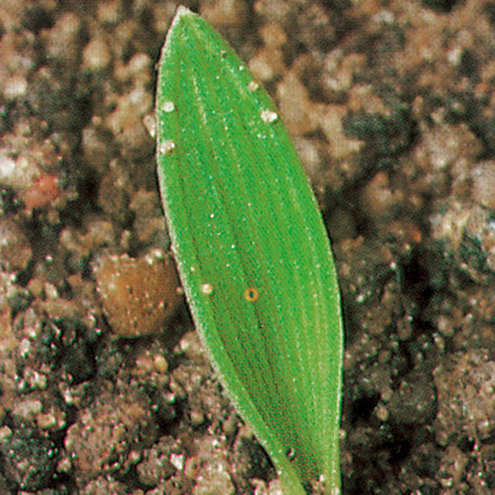 Goosegrass