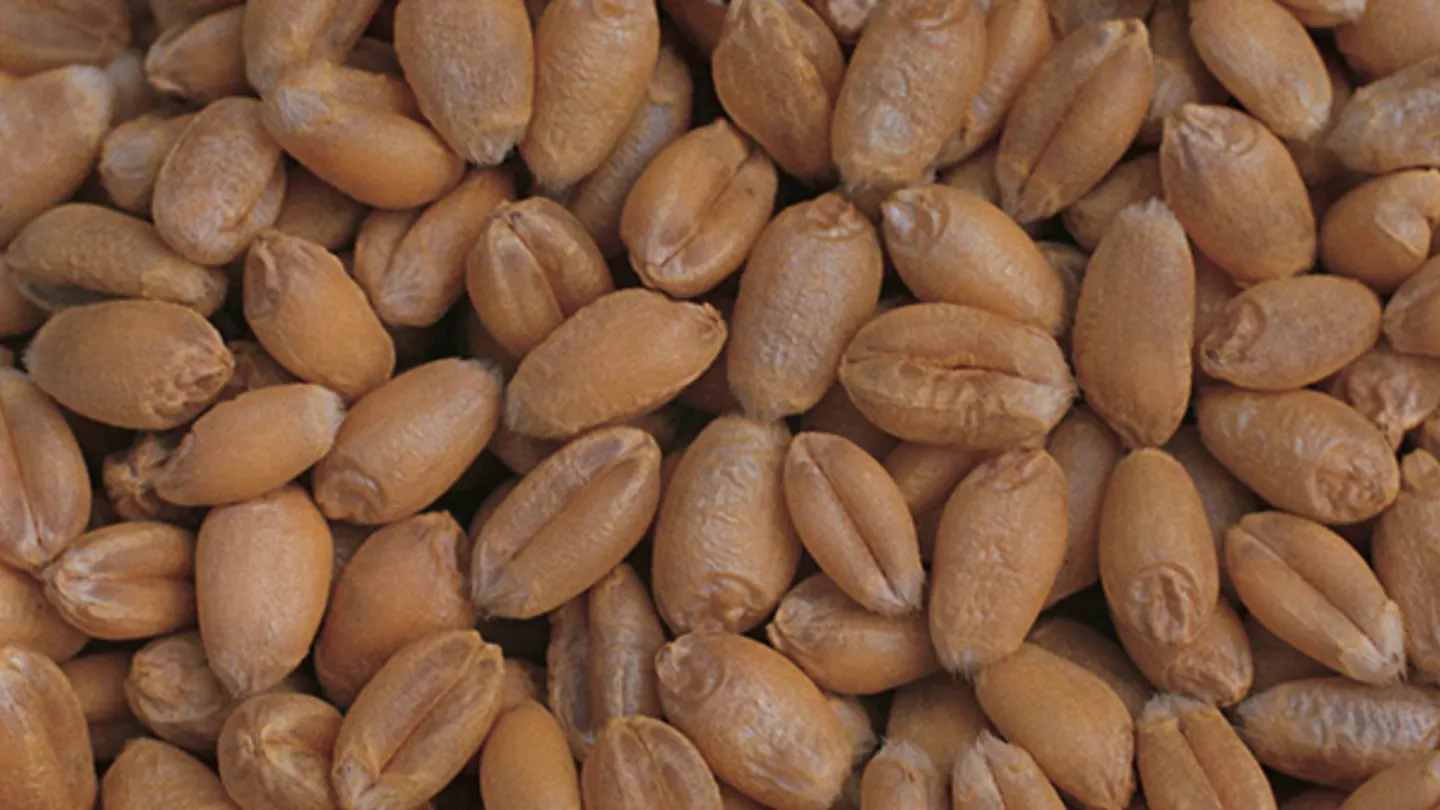Focus on Grain Quality: Why It Always Matters