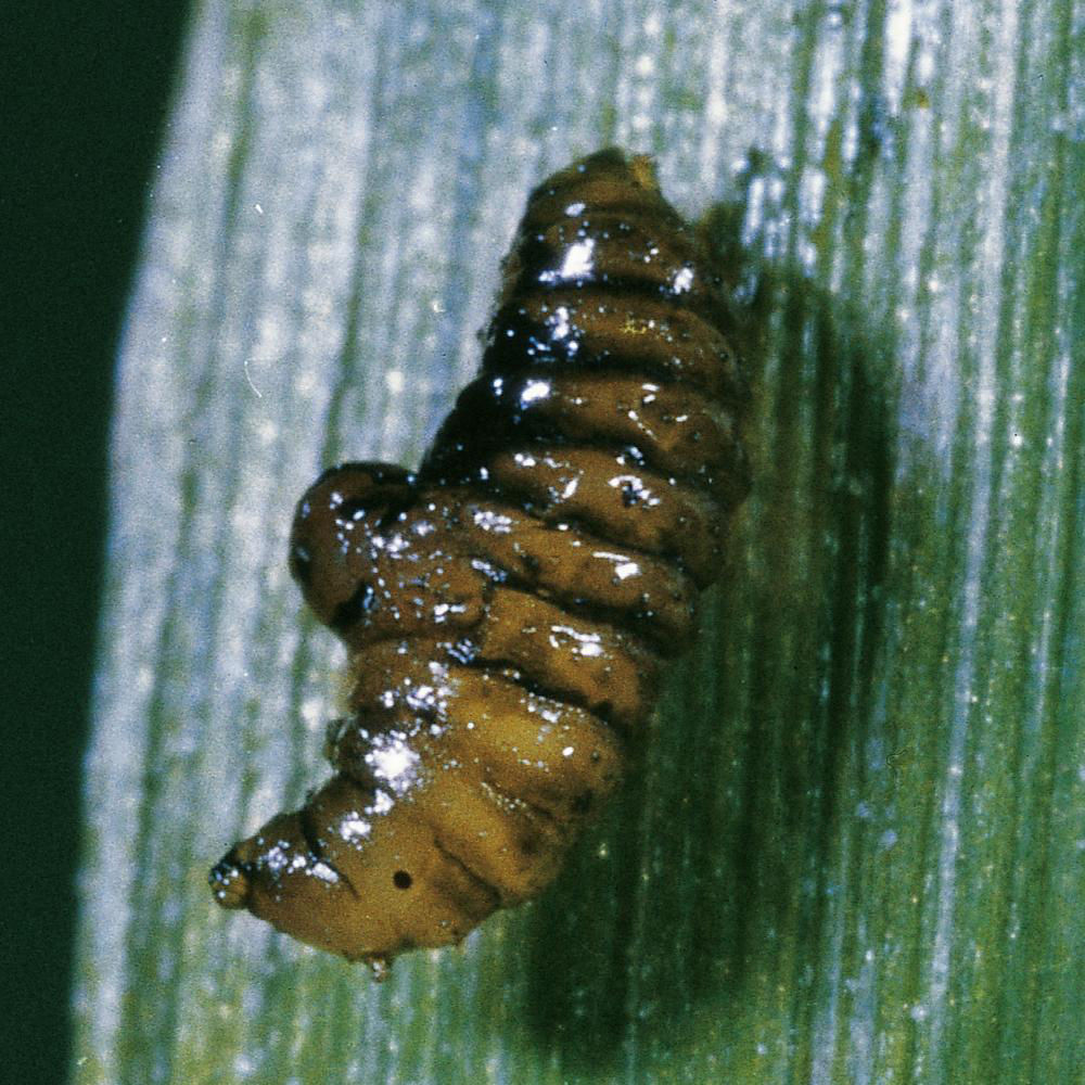 Grain Leaf Miner