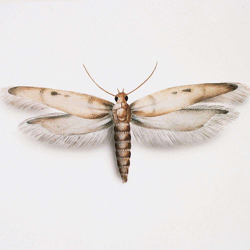 Grain Moth