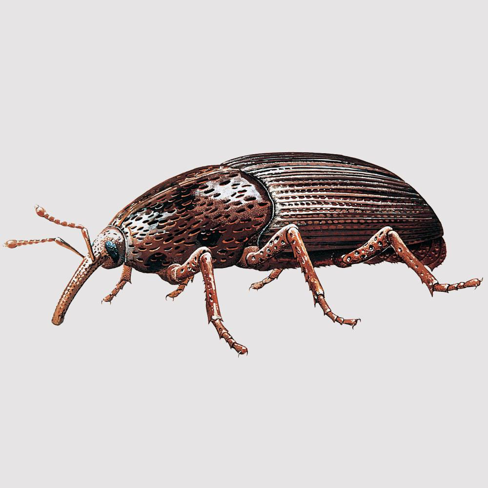 Grain Weevil