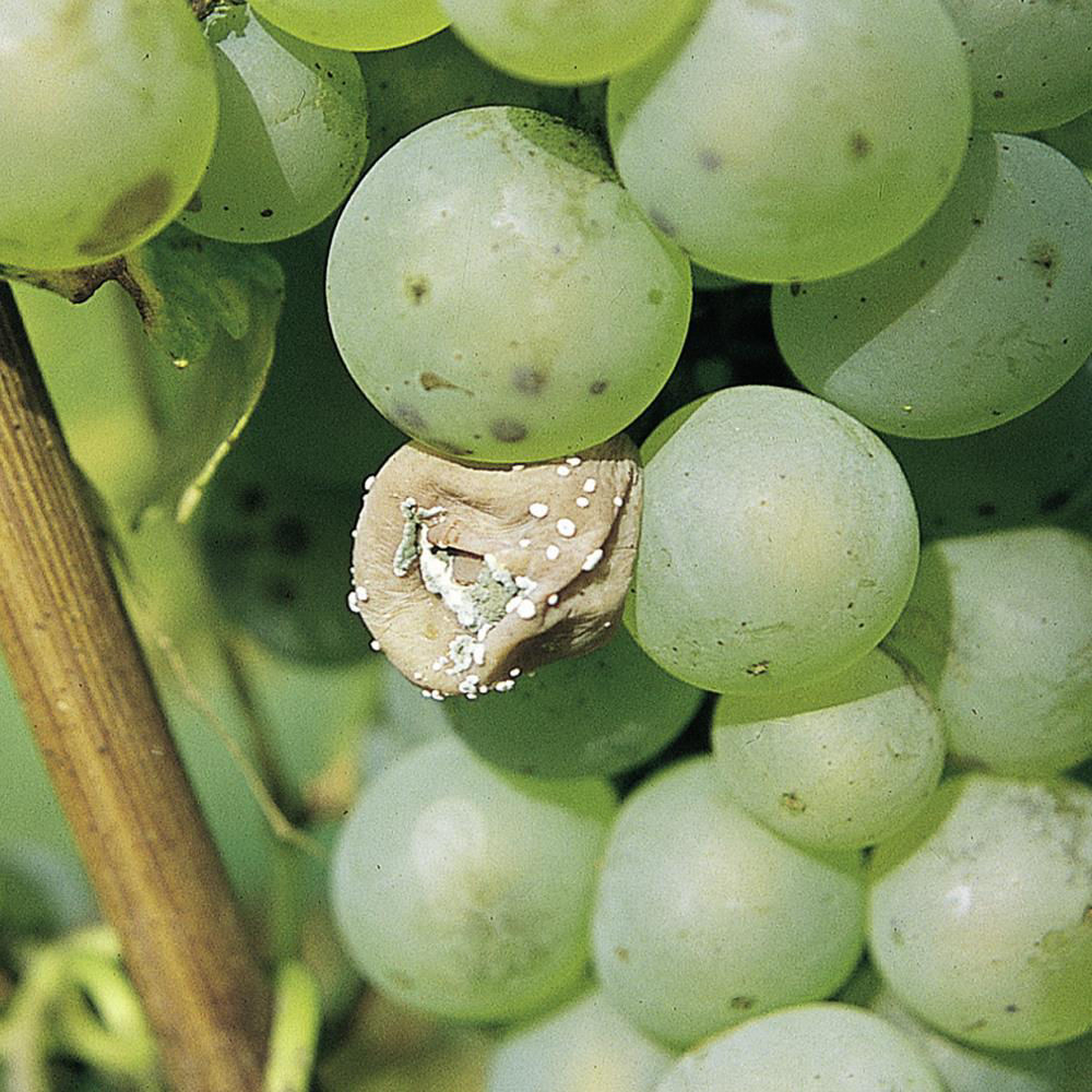 Grape Mold