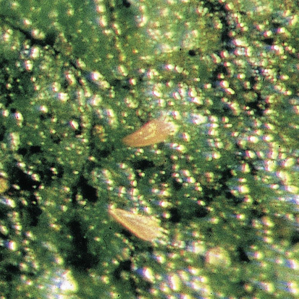 Grape Rust Mite