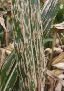 Gray Leaf spot corn