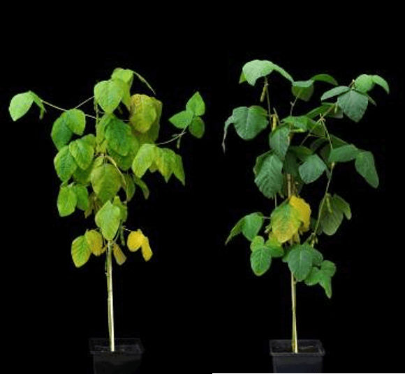 Non traité | Traité avec un produit contenant de la trifloxystrobine aux stades R2 et R5