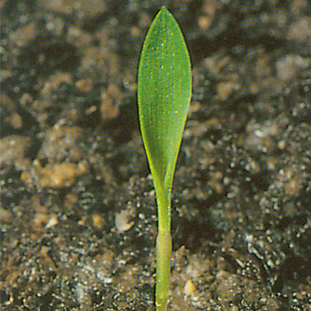 Green Foxtail