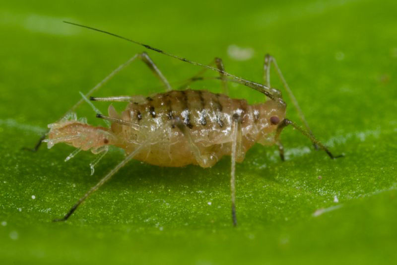 Green Lettuce Aphid