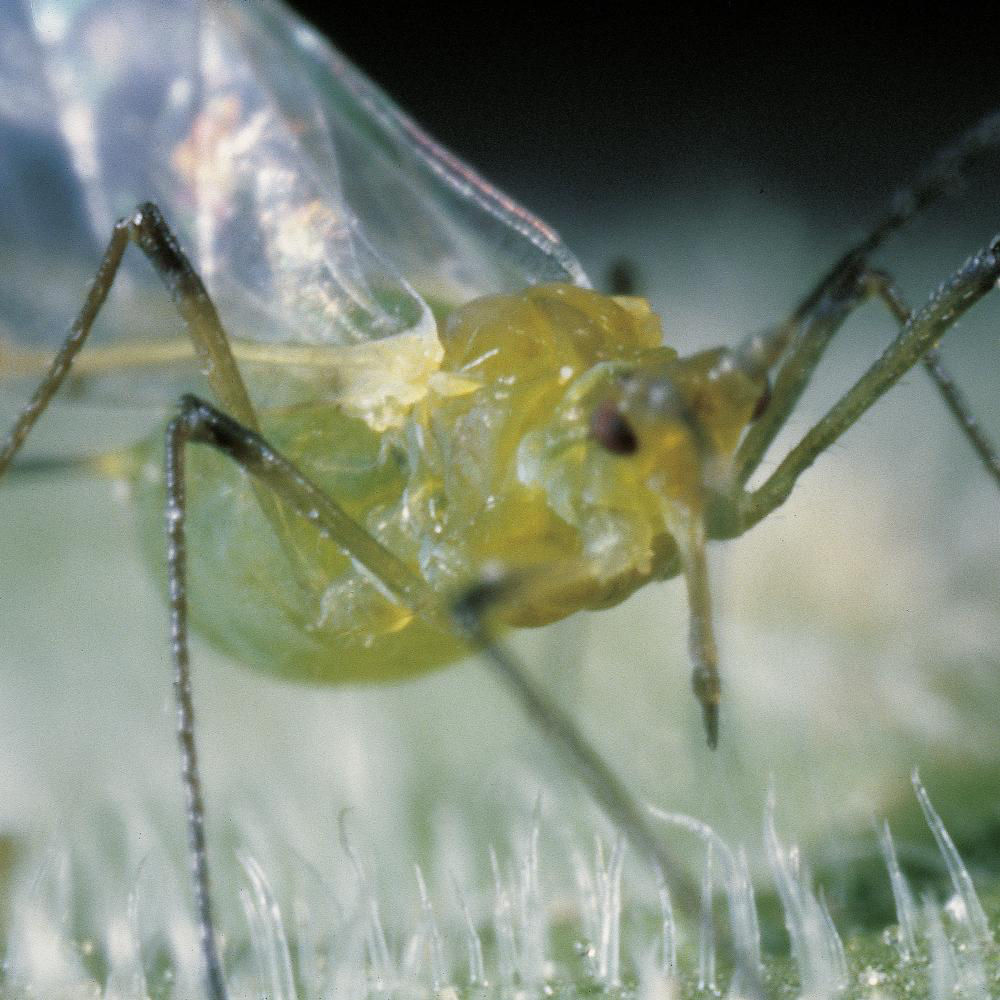 Green Peach Aphid