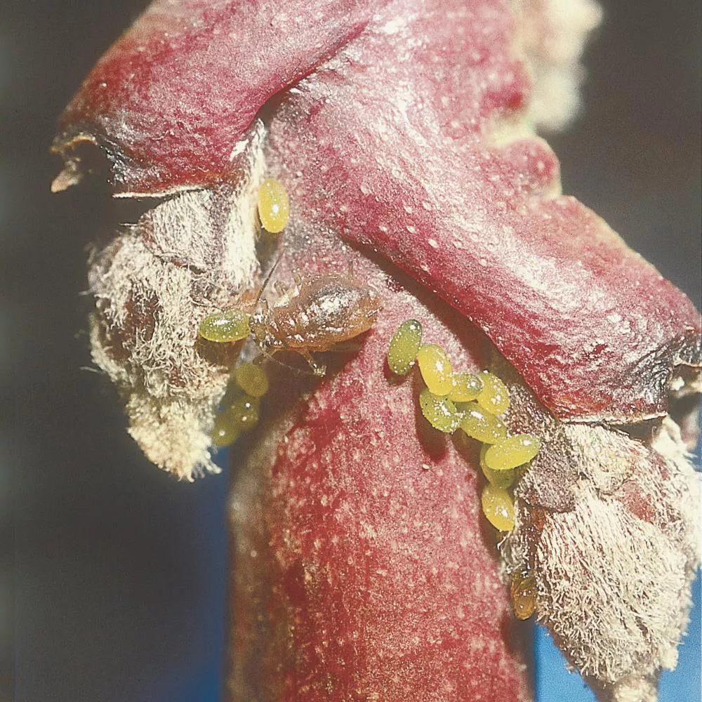 Green Peach Aphid