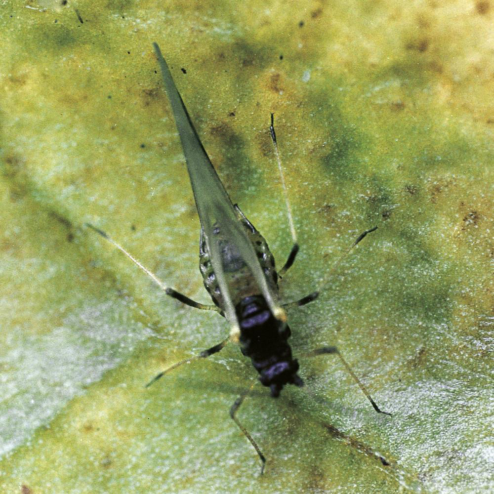 Green Peach Aphid