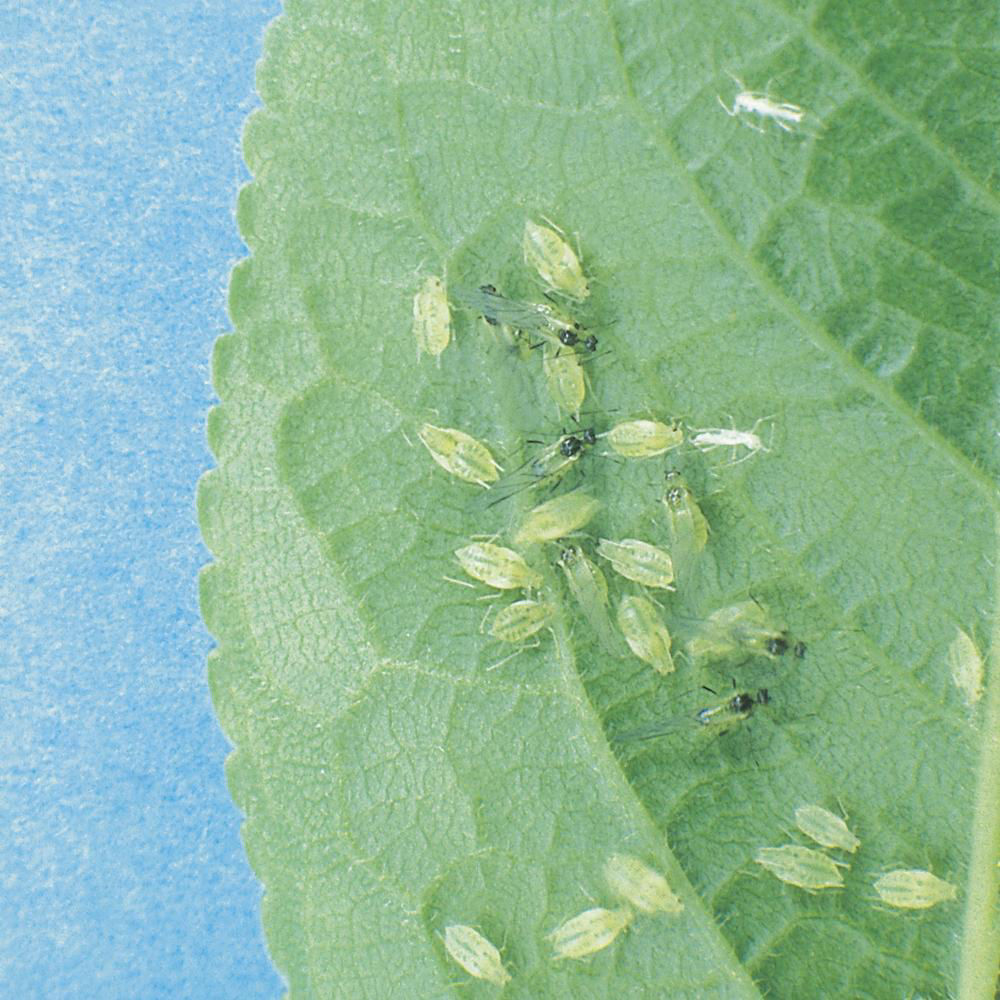 Green Short Tailed Louse