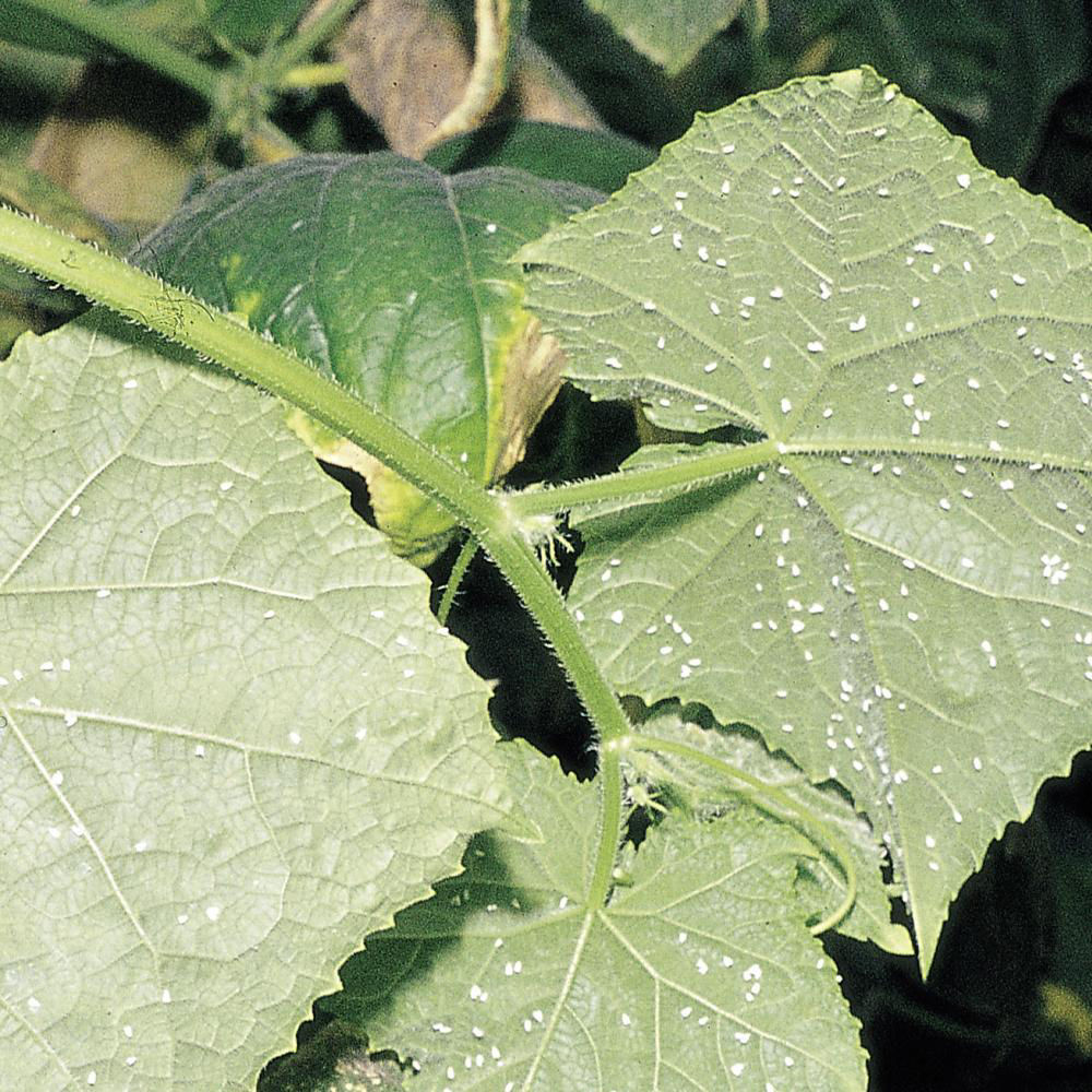 Greenhouse Whiteflies